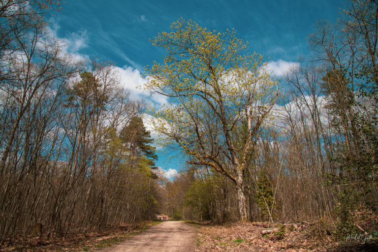 Lire la suite à propos de l’article Forêt des Vaseix