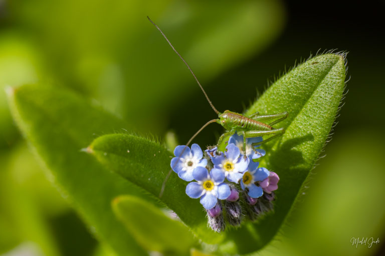 Lire la suite à propos de l’article Macro du jardin